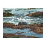 Sunset Lit Harbor Seal I at San Diego Canvas Print