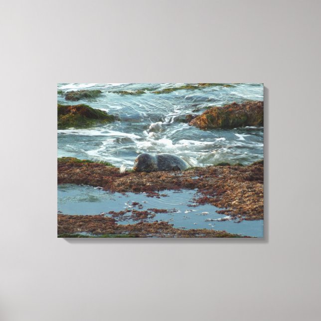 Sunset Lit Harbor Seal I at San Diego Canvas Print (Front)