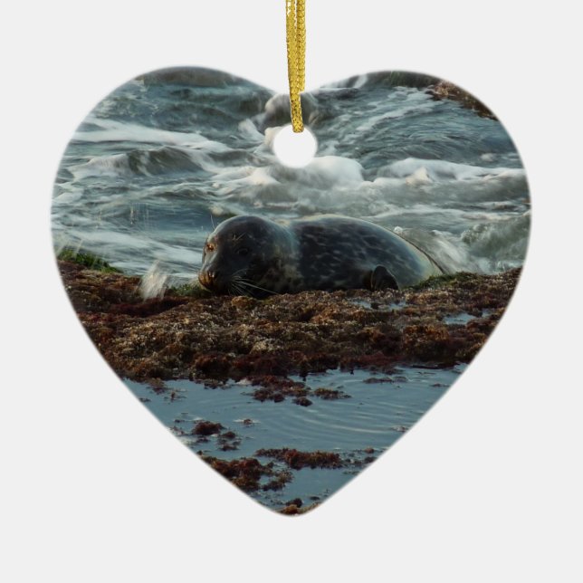 Sunset Lit Harbor Seal I at San Diego Ceramic Ornament (Front)