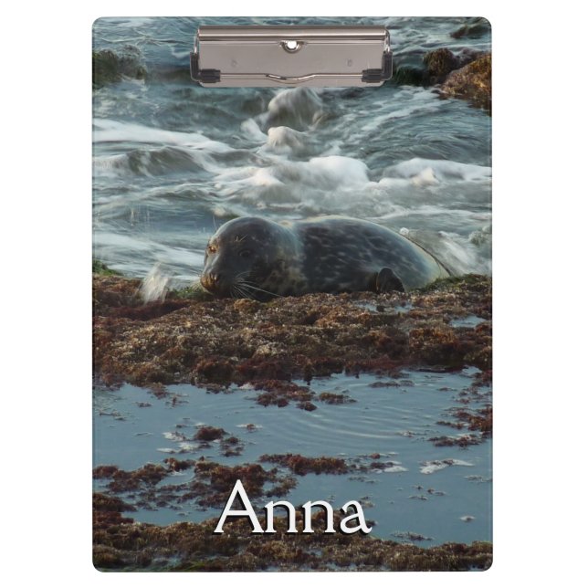 Sunset Lit Harbor Seal I at San Diego Clipboard (Front)