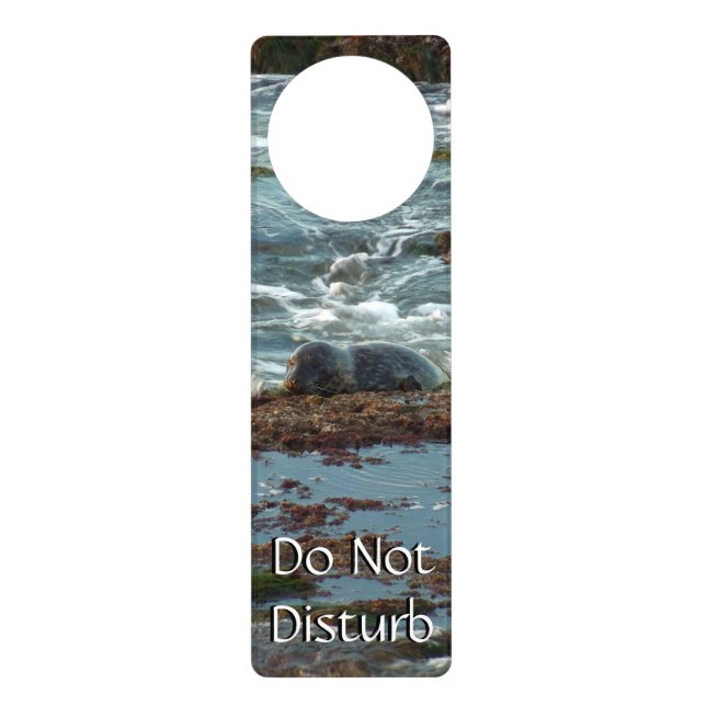 Sunset Lit Harbor Seal I at San Diego Door Hanger (Front)