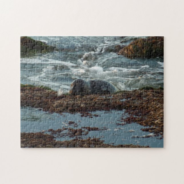 Sunset Lit Harbor Seal I at San Diego Jigsaw Puzzle (Horizontal)