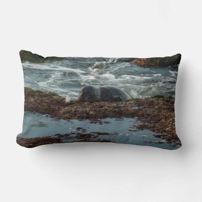 Sunset Lit Harbor Seal I at San Diego Lumbar Pillow (Front)