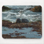 Sunset Lit Harbor Seal I at San Diego Mouse Pad
