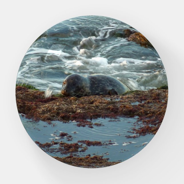 Sunset Lit Harbor Seal I at San Diego Paperweight (Front)