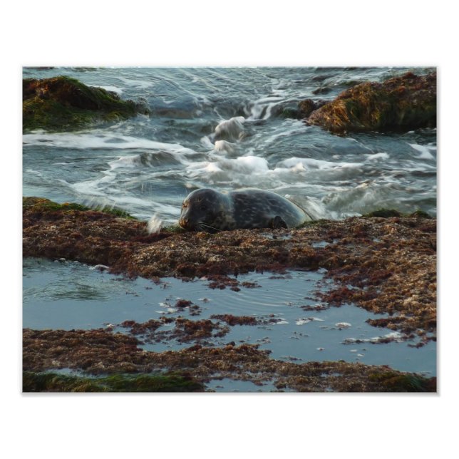 Sunset Lit Harbor Seal I at San Diego Photo Print (Front)