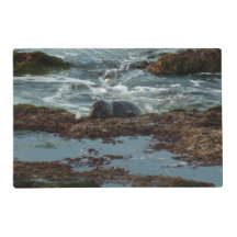 Sunset Lit Harbor Seal I at San Diego