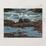 Sunset Lit Harbor Seal I at San Diego Postcard