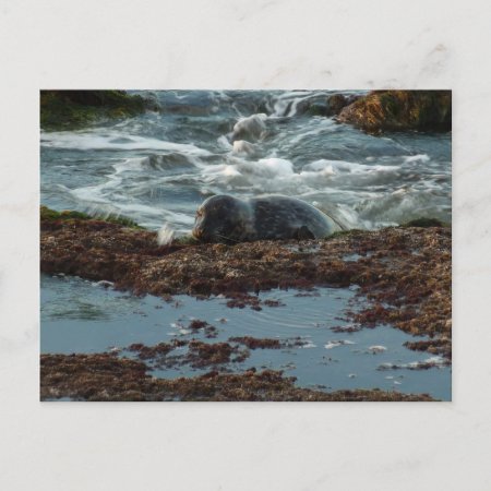 Sunset Lit Harbor Seal I At San Diego Postcard