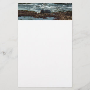 Sunset Lit Harbor Seal I at San Diego Stationery