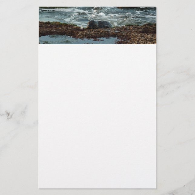 Sunset Lit Harbor Seal I at San Diego Stationery (Front)