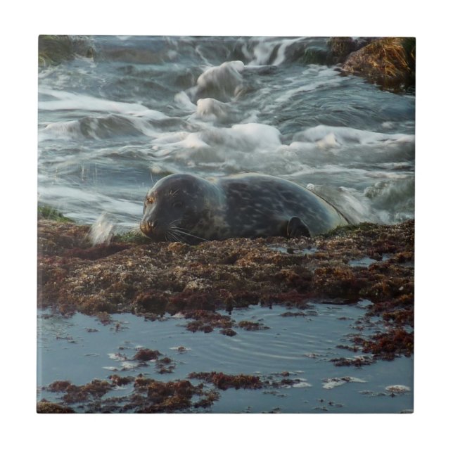 Sunset Lit Harbor Seal I at San Diego Tile (Front)