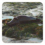 Sunset Lit Harbor Seal II at San Diego