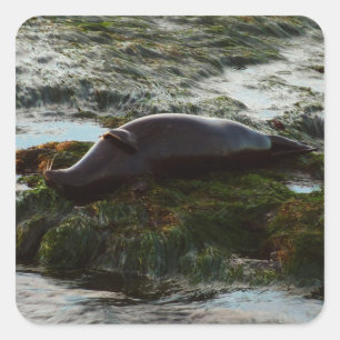 Sunset Lit Harbor Seal II at San Diego