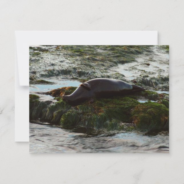 Sunset Lit Harbor Seal II at San Diego (Front)