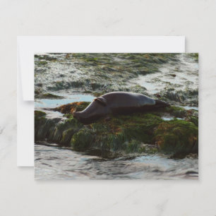 Sunset Lit Harbor Seal II at San Diego