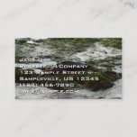 Sunset Lit Harbor Seal II at San Diego Business Card
