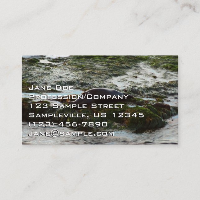 Sunset Lit Harbor Seal II at San Diego Business Card (Front)