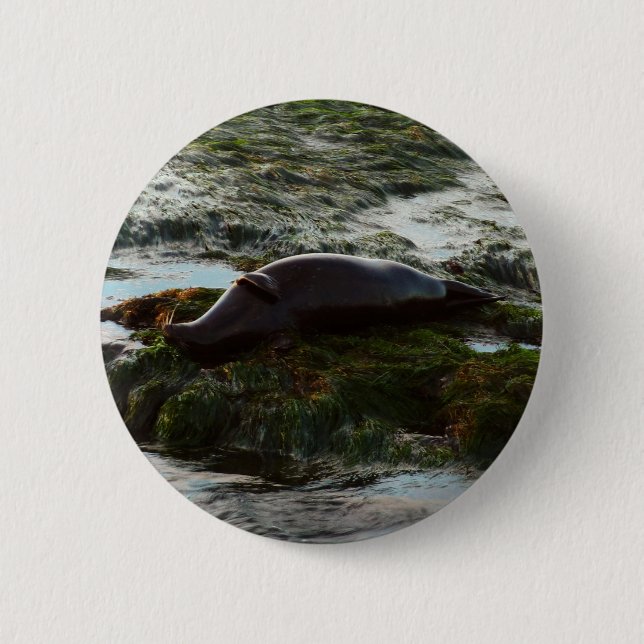 Sunset Lit Harbor Seal II at San Diego Button (Front)