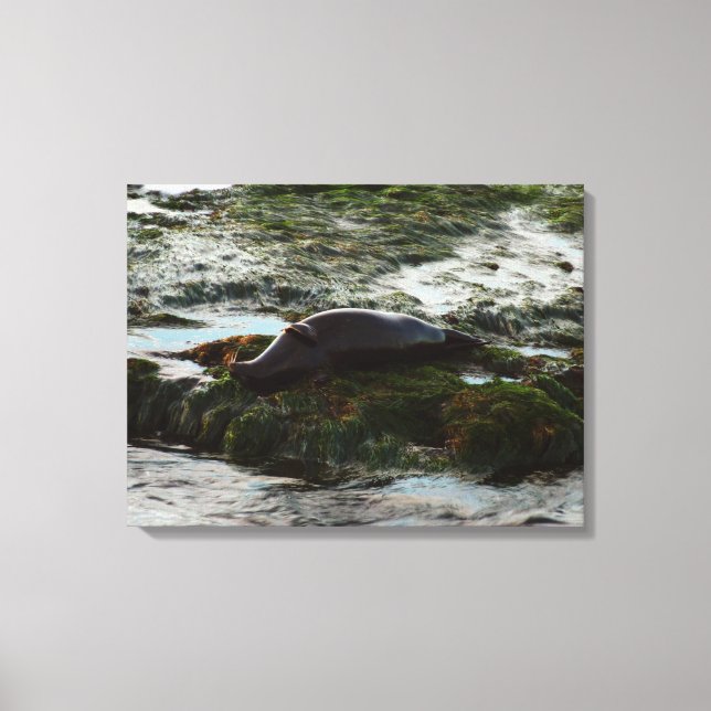 Sunset Lit Harbor Seal II at San Diego Canvas Print (Front)