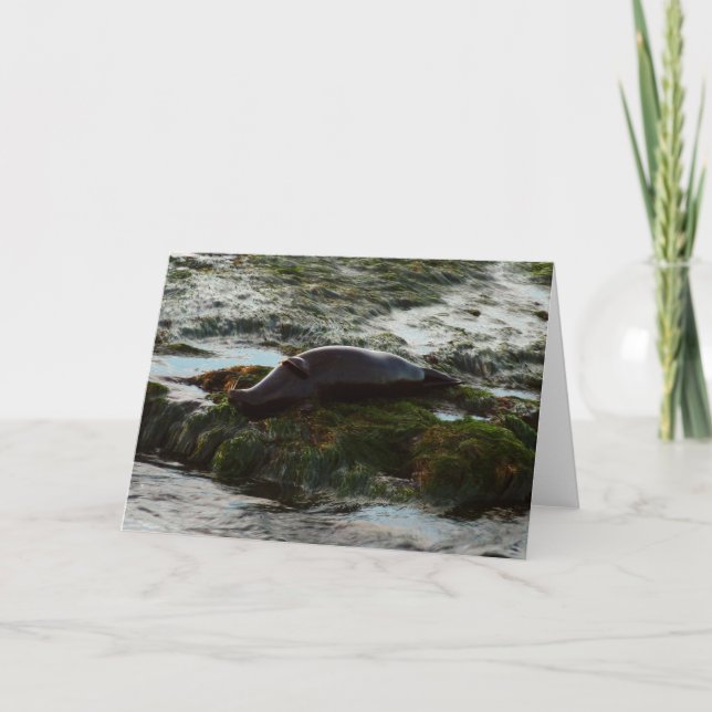 Sunset Lit Harbor Seal II at San Diego Card (Front)