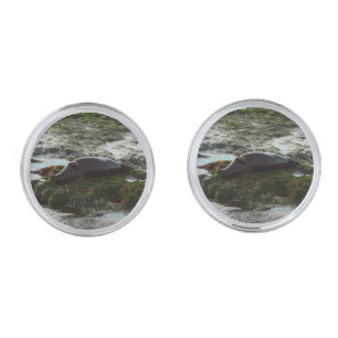 Sunset Lit Harbor Seal II at San Diego Cufflinks