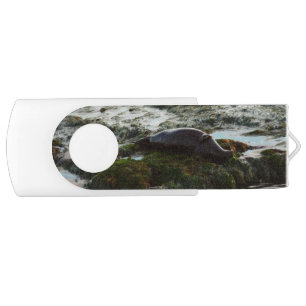 Sunset Lit Harbor Seal II at San Diego Flash Drive