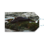 Sunset Lit Harbor Seal II at San Diego Gift Tags