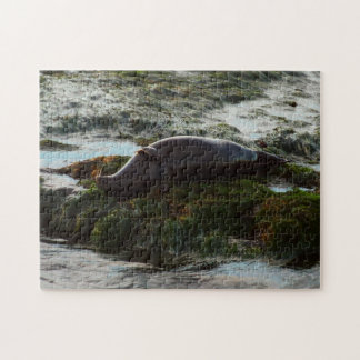 Sunset Lit Harbor Seal II at San Diego Jigsaw Puzzle