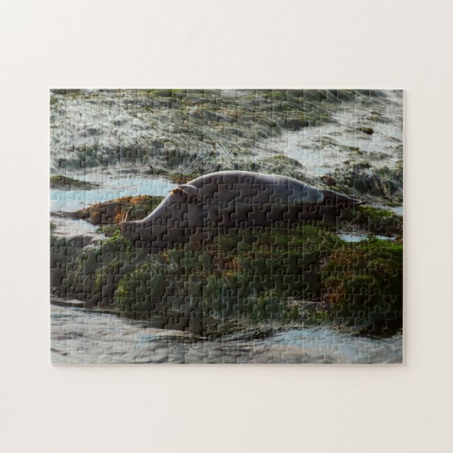 Sunset Lit Harbor Seal II at San Diego Jigsaw Puzzle (Horizontal)