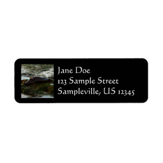 Sunset Lit Harbor Seal II at San Diego Label