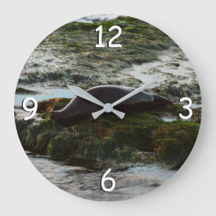 Sunset Lit Harbor Seal II at San Diego Large Clock