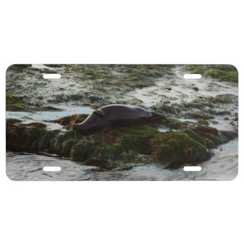 Sunset Lit Harbor Seal II at San Diego License Plate
