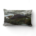 Sunset Lit Harbor Seal II at San Diego Lumbar Pillow