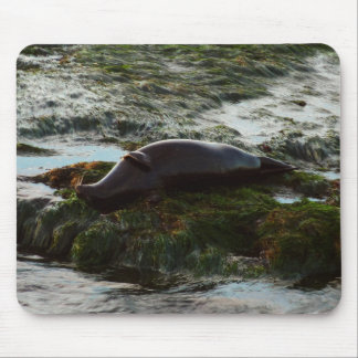 Sunset Lit Harbor Seal II at San Diego Mouse Pad
