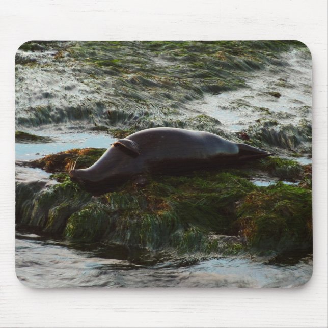 Sunset Lit Harbor Seal II at San Diego Mouse Pad (Front)
