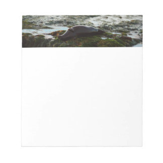 Sunset Lit Harbor Seal II at San Diego Notepad