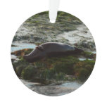 Sunset Lit Harbor Seal II at San Diego Ornament