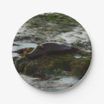 Sunset Lit Harbor Seal II at San Diego Paper Plates