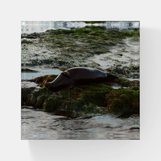 Sunset Lit Harbor Seal II at San Diego Paperweight (Front)