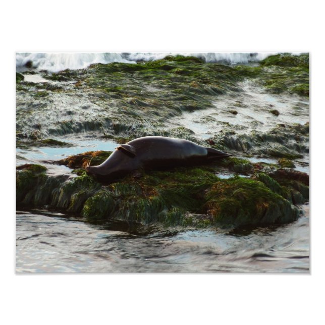 Sunset Lit Harbor Seal II at San Diego Photo Print (Front)