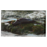 Sunset Lit Harbor Seal II at San Diego Place Card Holder