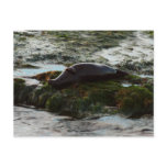 Sunset Lit Harbor Seal II at San Diego Postcard