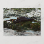 Sunset Lit Harbor Seal II at San Diego Postcard