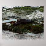 Sunset Lit Harbor Seal II at San Diego Poster