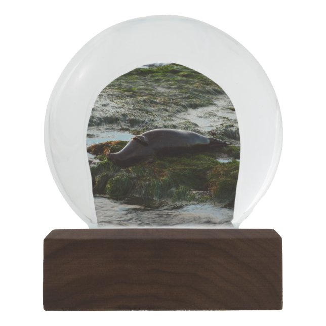 Sunset Lit Harbor Seal II at San Diego Snow Globe (Front)