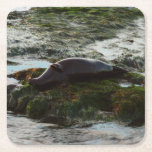 Sunset Lit Harbor Seal II at San Diego Square Paper Coaster