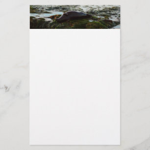 Sunset Lit Harbor Seal II at San Diego Stationery
