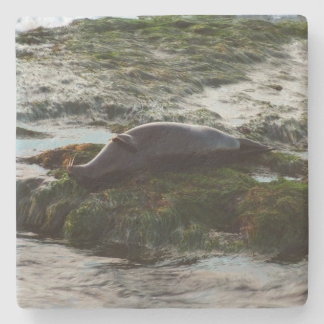 Sunset Lit Harbor Seal II at San Diego Stone Coaster