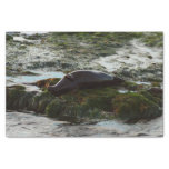 Sunset Lit Harbor Seal II at San Diego Tissue Paper